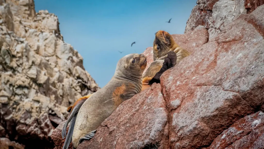 Ica y Paracas Full Day – Huacachina & Islas Ballestas