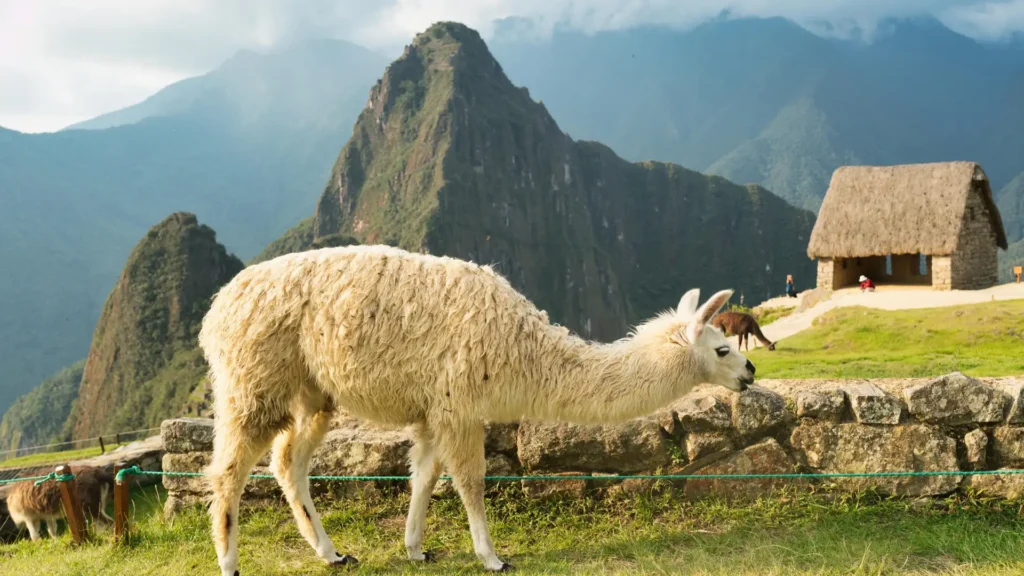 Machu Picchu Full Day en Tren - Foto 1